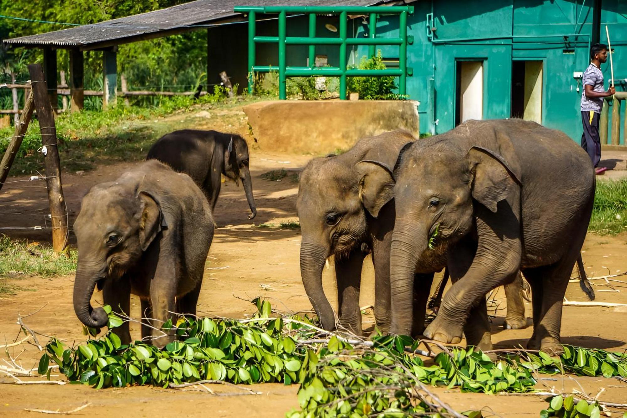 Little Ele Safari Lodge อุดาวาลาเว ภายนอก รูปภาพ