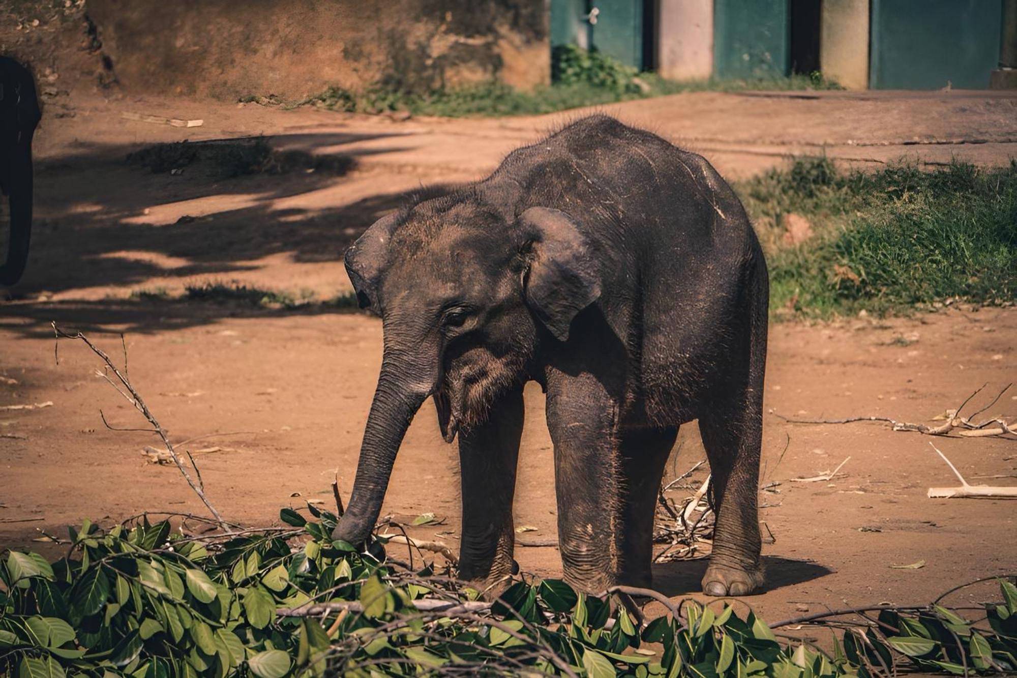 Little Ele Safari Lodge อุดาวาลาเว ภายนอก รูปภาพ